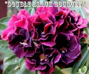 New Adenium \'Double Black Bouquet\' 5 Seeds